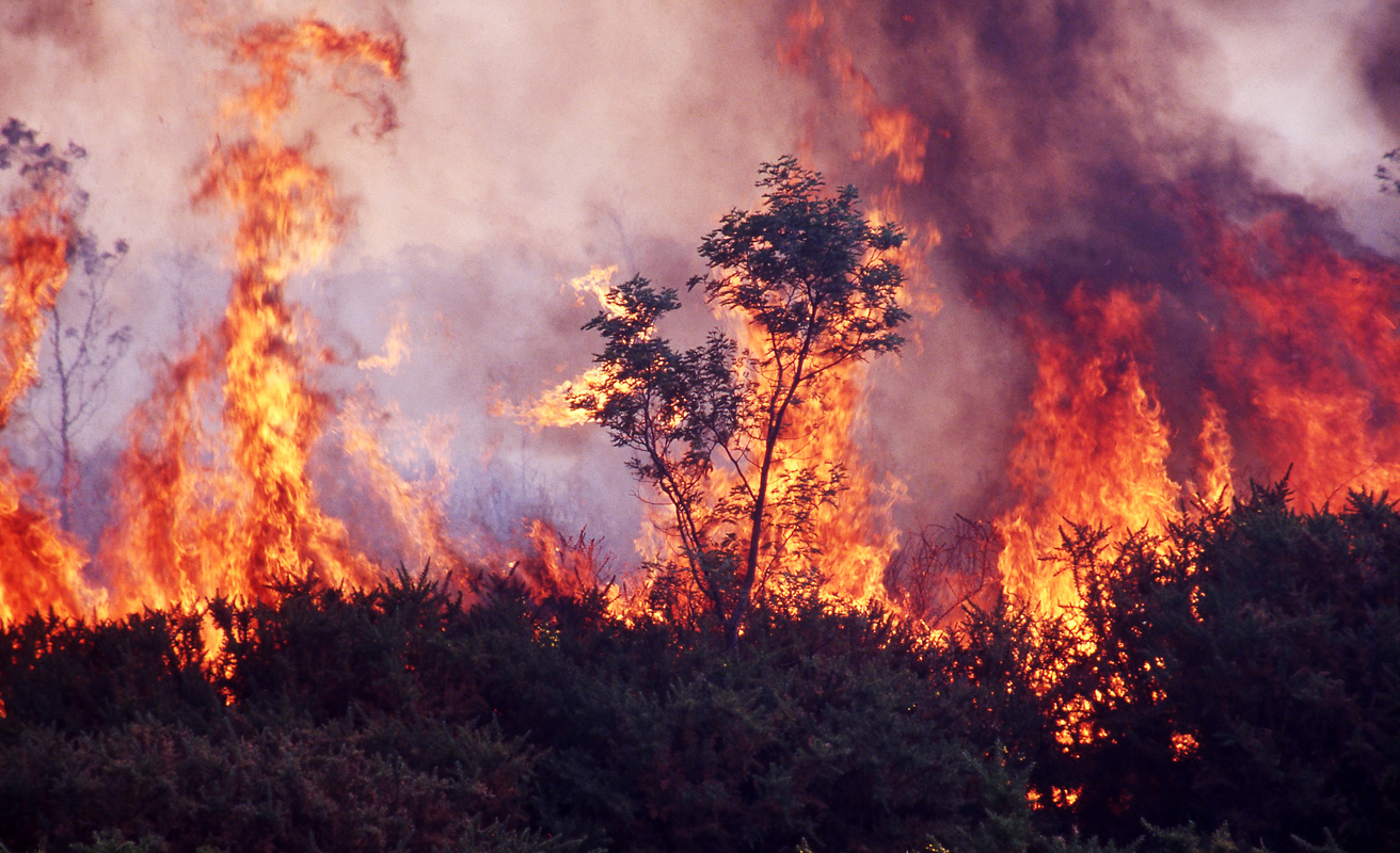 Seeing climate justice through a multispecies lens